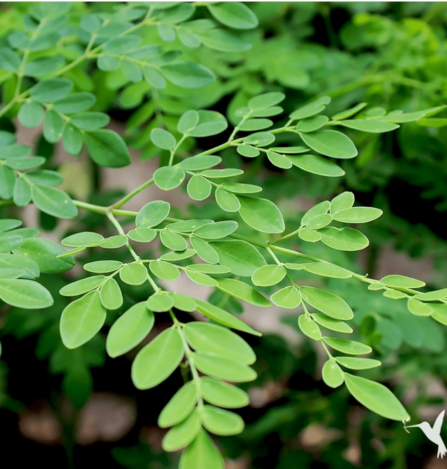 Moringa