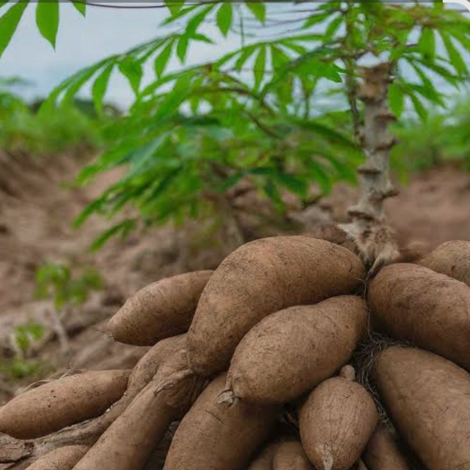 Cassava Plantation