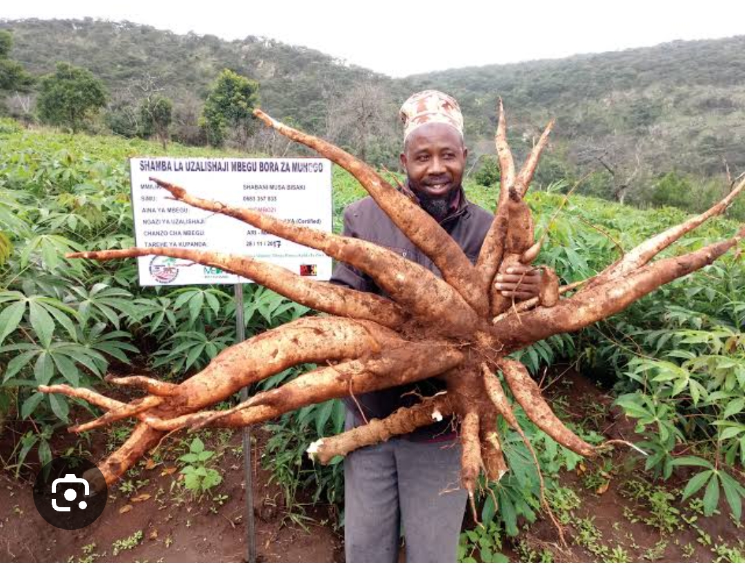 Cassava