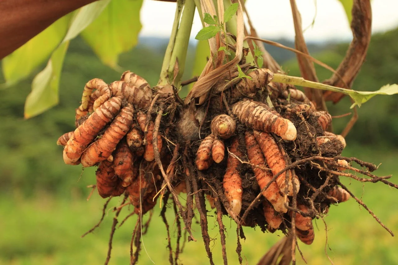 Turmeric